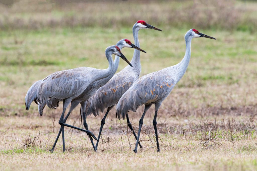 Meet the Family Cranes Page 4 Animal Encyclopedia