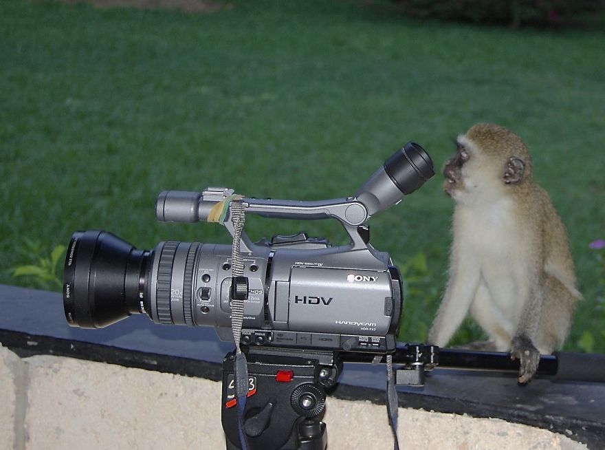 scared-monkey-camera