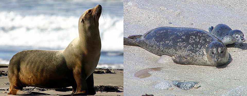 seal-sea-lion-featured