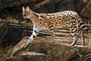 serval-captured-while-walking