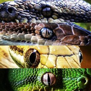 snake-eyes