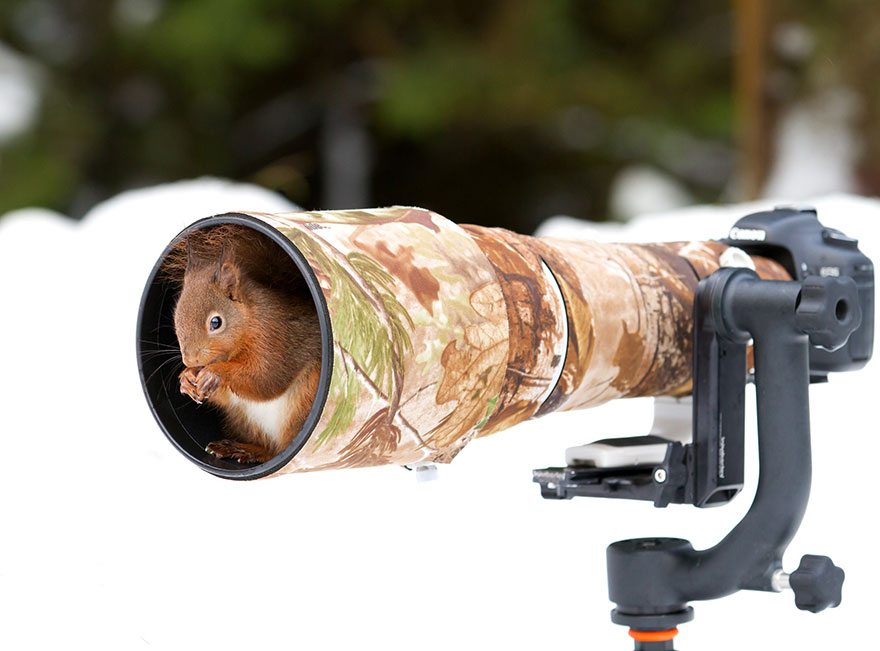 squirrel-in-a-camera