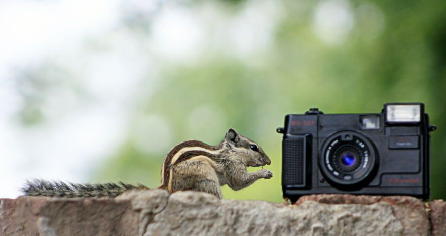 squirrel-with-camera
