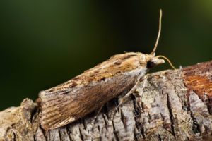 the-greater-wax-moth