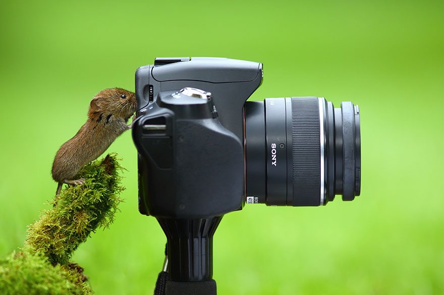 tiny-animal-taking-photo