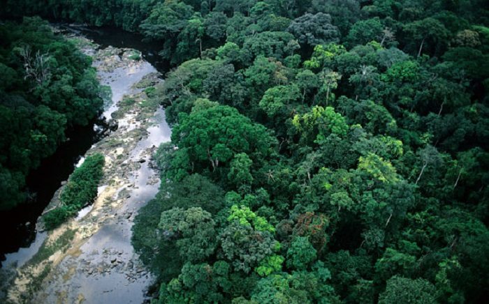 tropical-rainforest-in-africa
