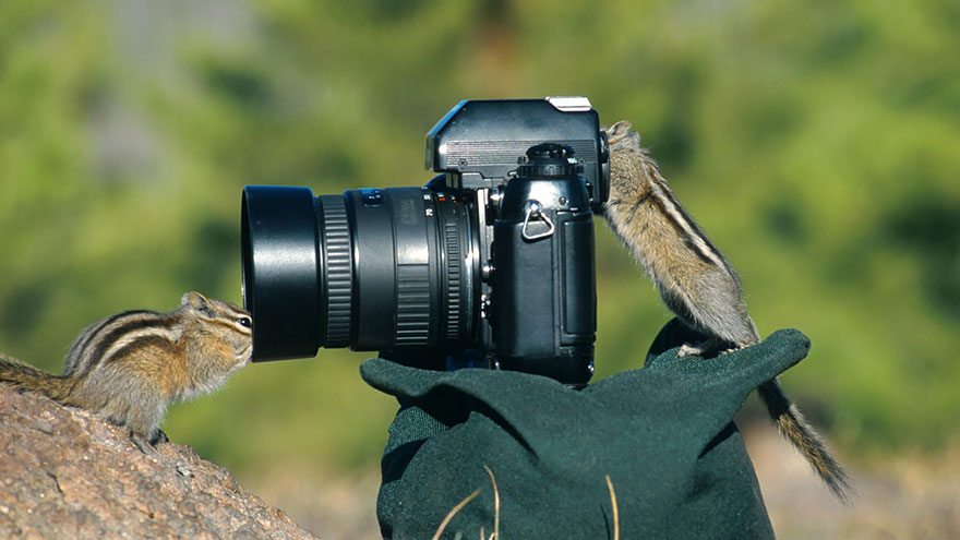 two-squirrels-taking-photo