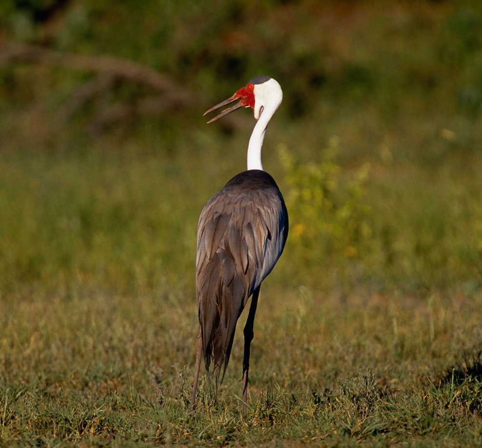 wattled-crane
