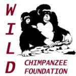 wild-chimpanzee-foundation