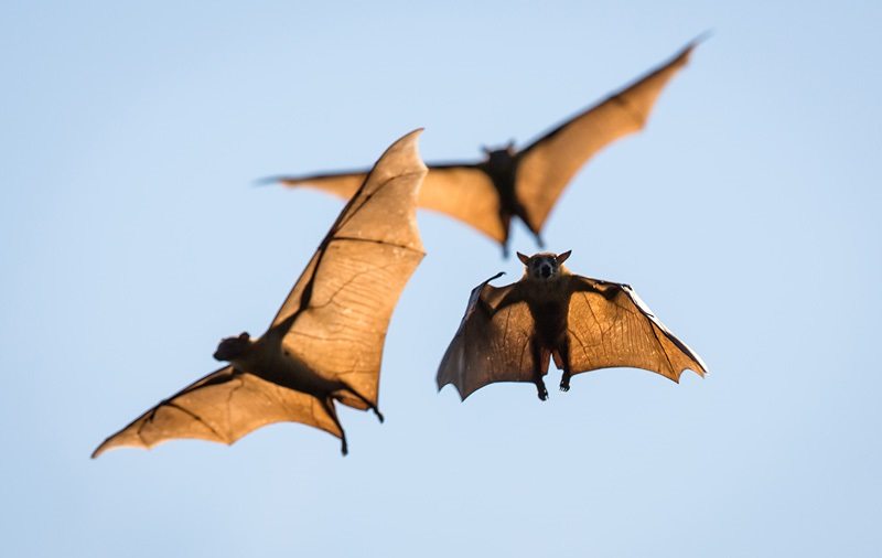 fruit-bats