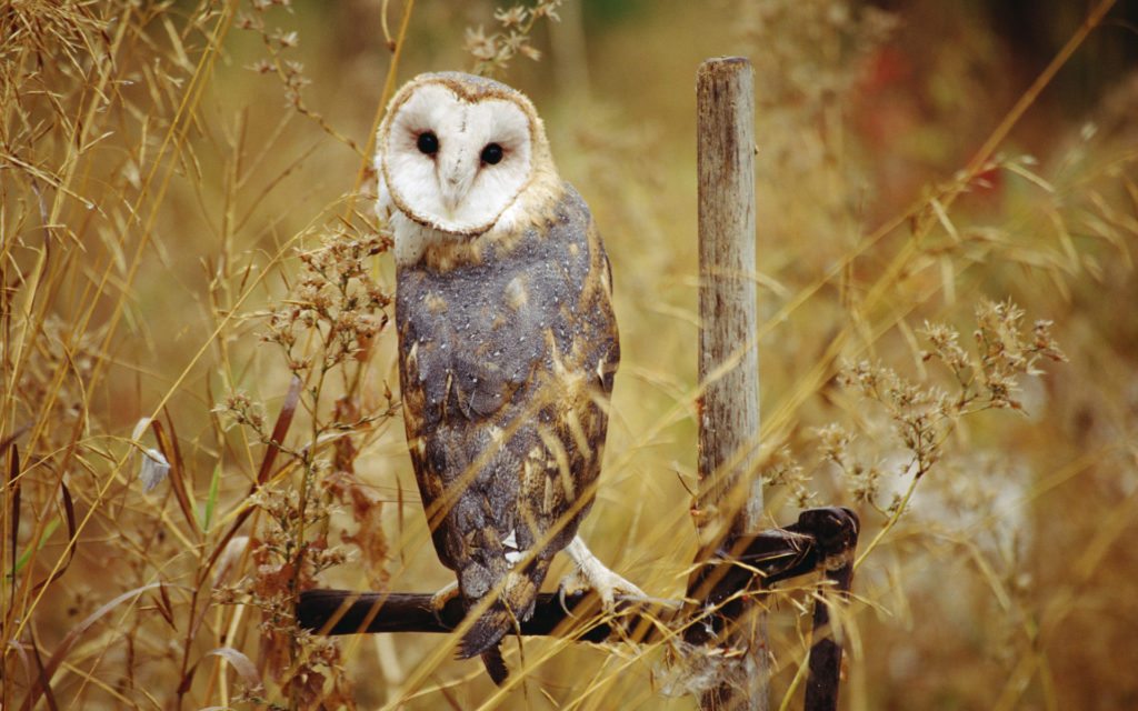 owl-1