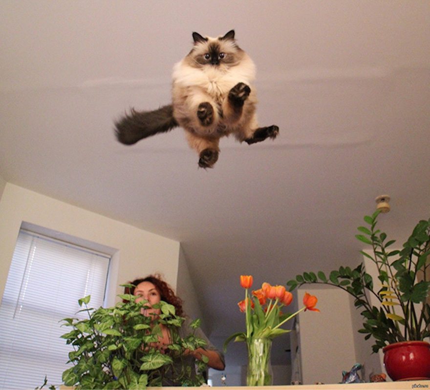 10-perfectly-timed-cat-photos