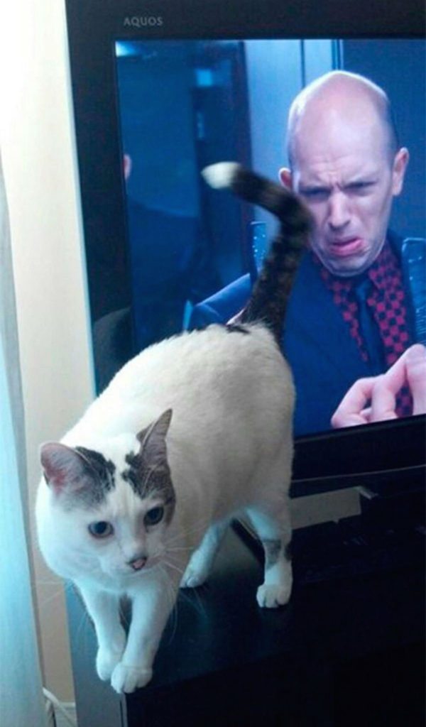 11-perfectly-timed-cat-photos