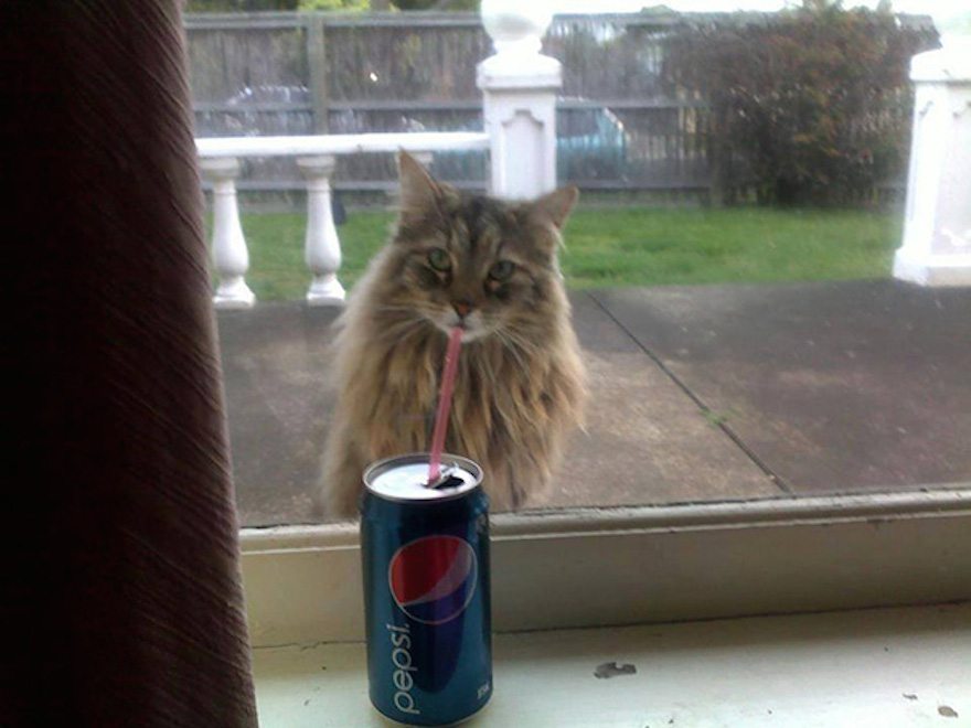 2-perfectly-timed-cat-photos