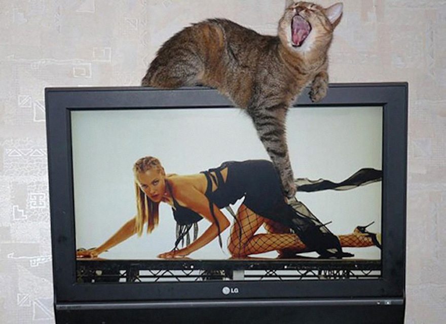 20-perfectly-timed-cat-photos