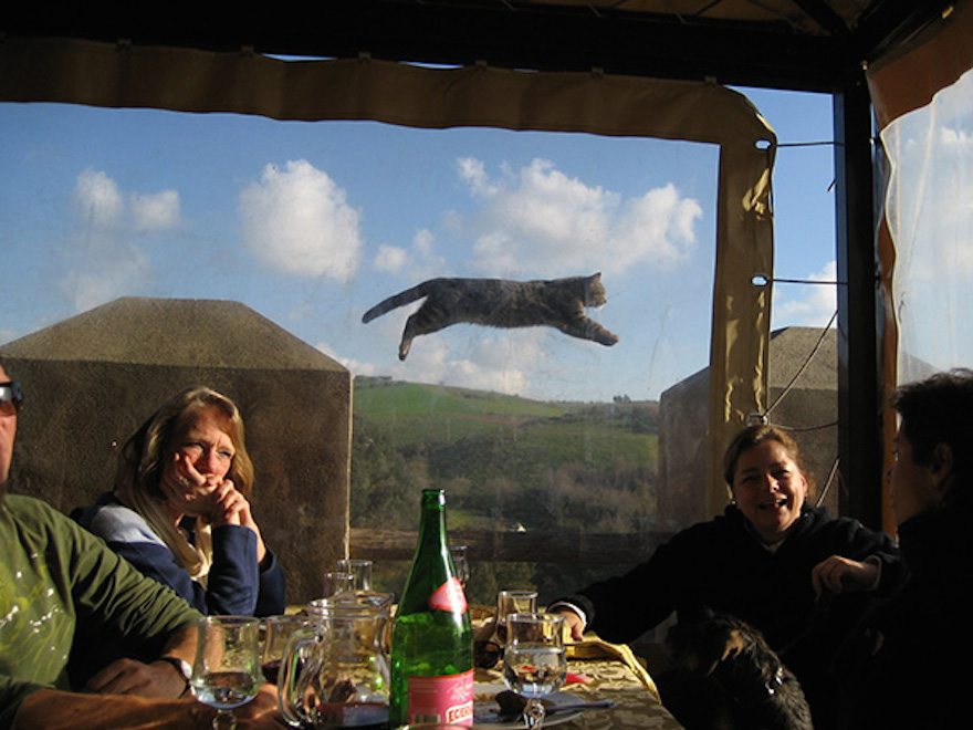 21-perfectly-timed-cat-photos