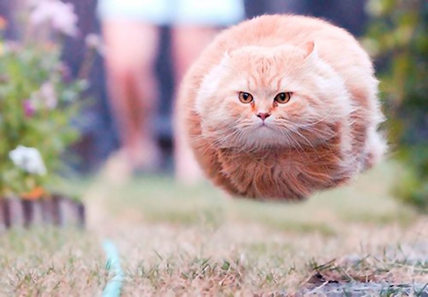 3-perfectly-timed-cat-photos