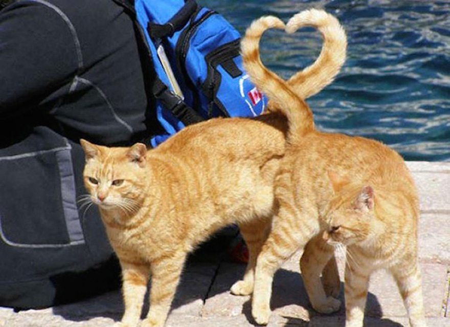 4-perfectly-timed-cat-photos