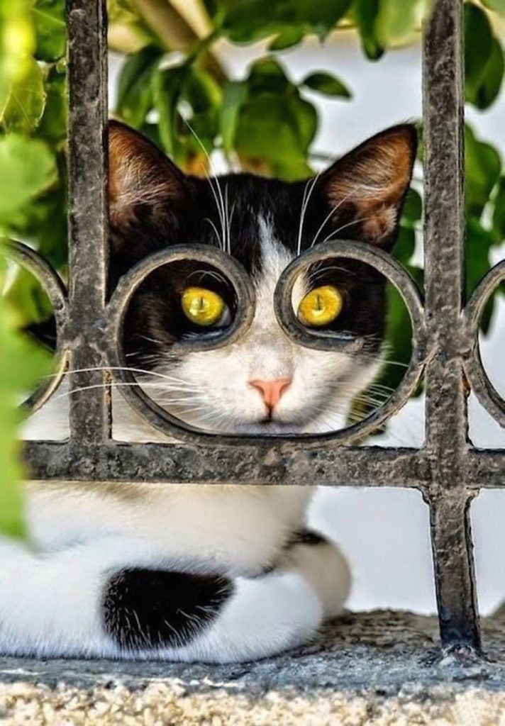 5-perfectly-timed-cat-photos