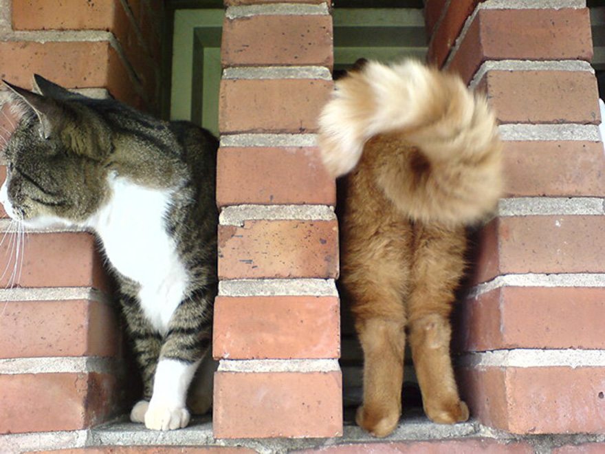 8-perfectly-timed-cat-photos