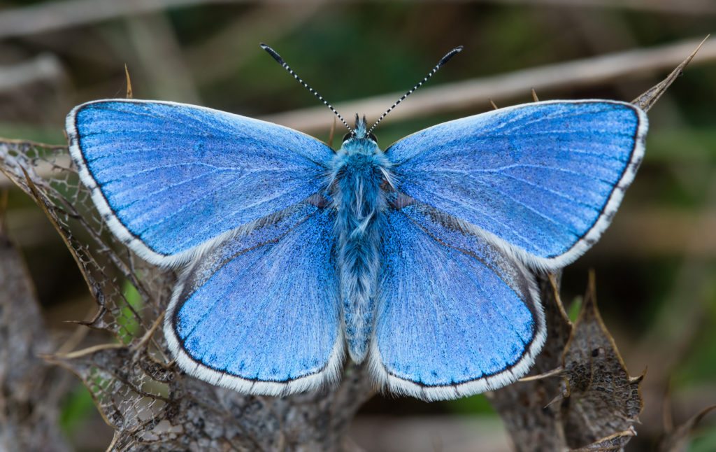 Adonis-Blue-Butterflies