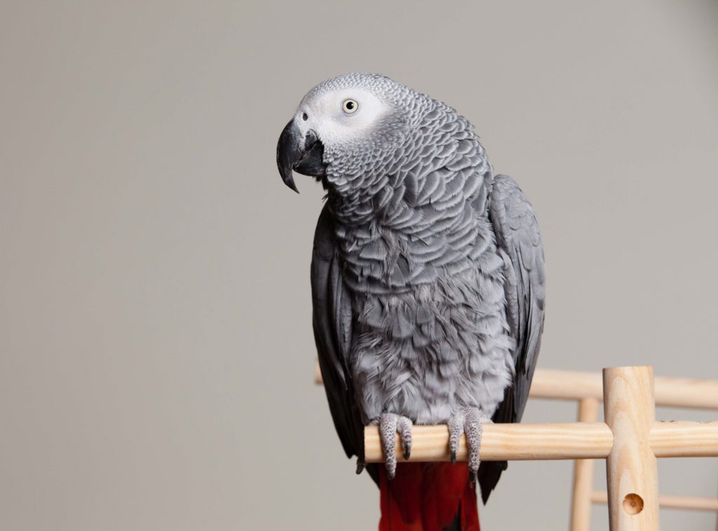 African-Grey-Parrot