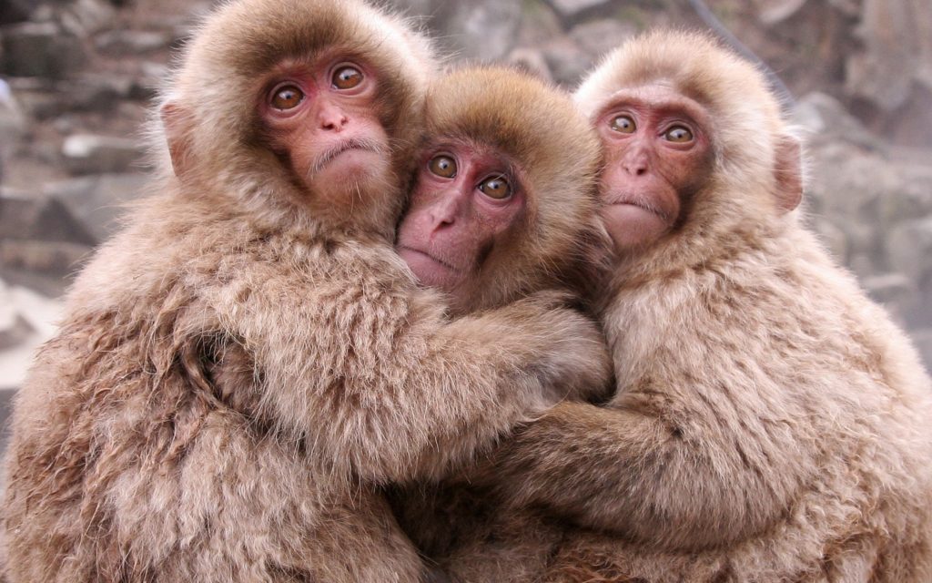 Macaques-hug