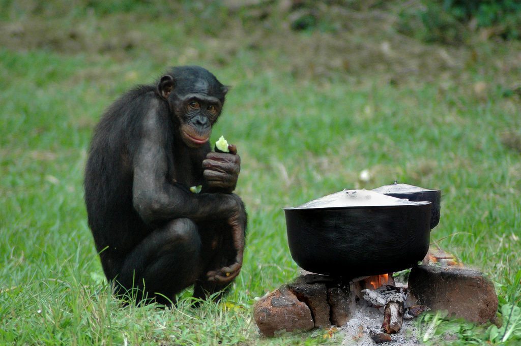 bonobo-cooking