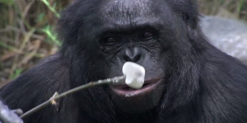 bonobo-eating