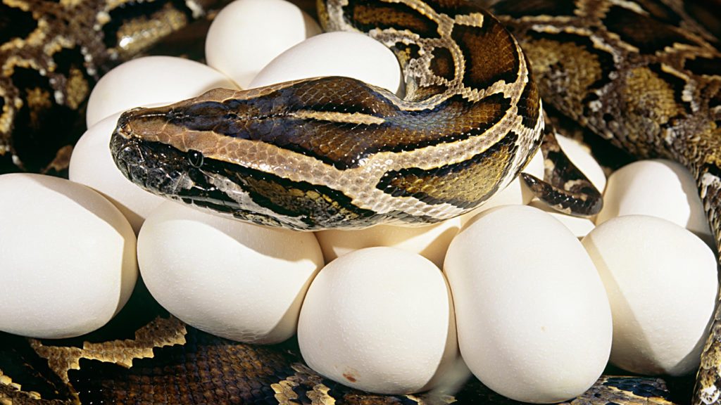 burmese-python-eggs