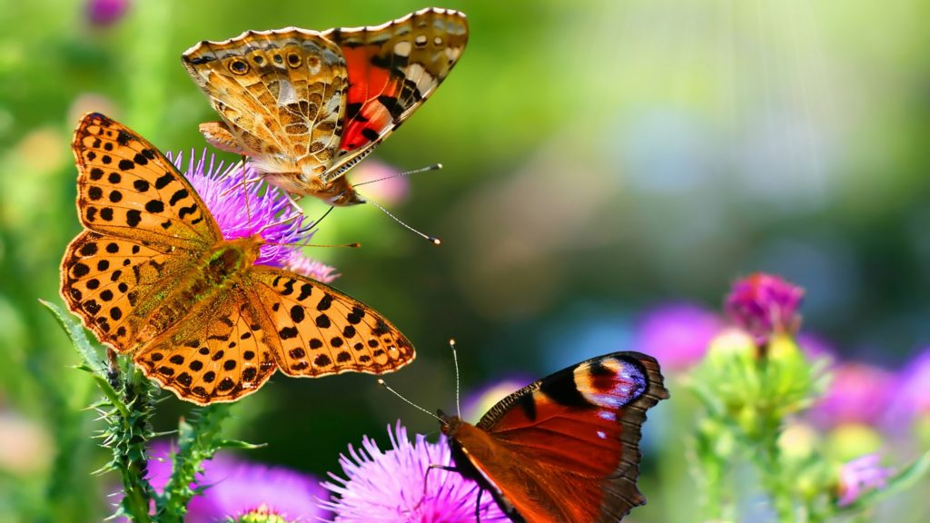 butterflies-flying-multicolored-colorful
