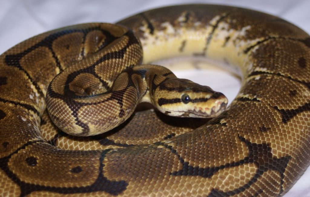 caring-for-a-ball-python