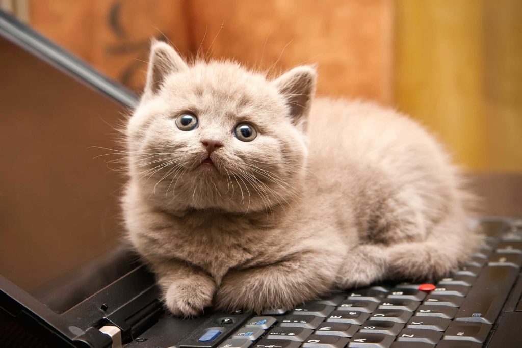 cat-wants-to-tell-you-laptop