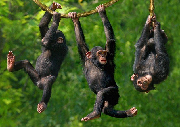chimpanzees-having-fun