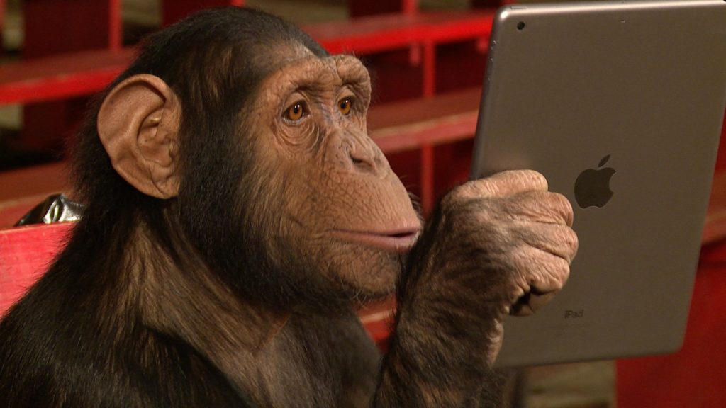 chimpanzees-making-prank-calls