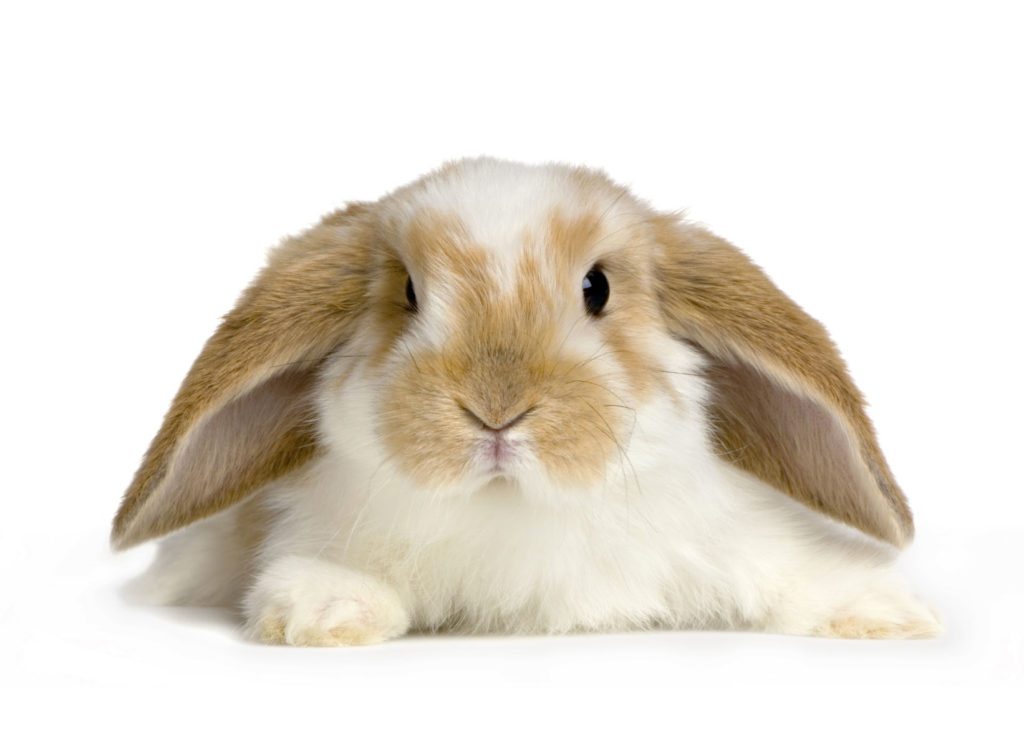 cute-rabbit