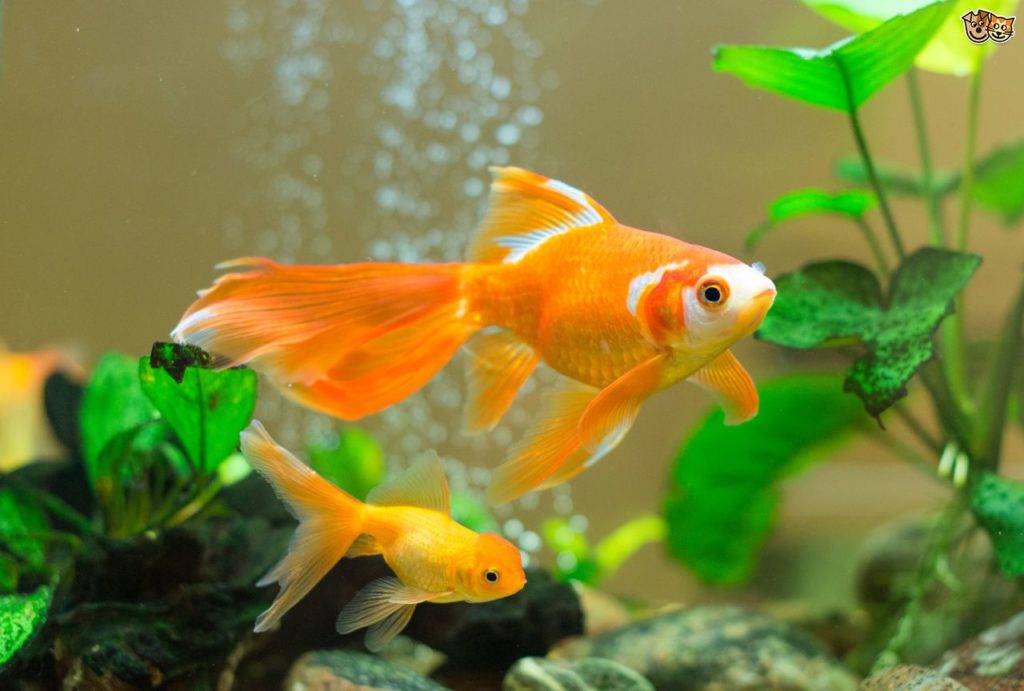 goldfish-friendship