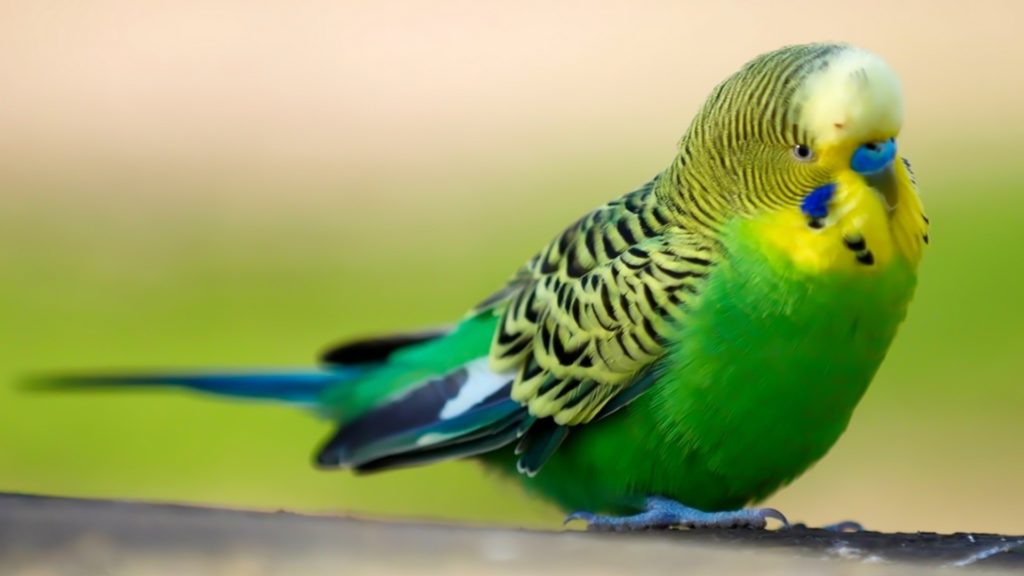 green-parrot