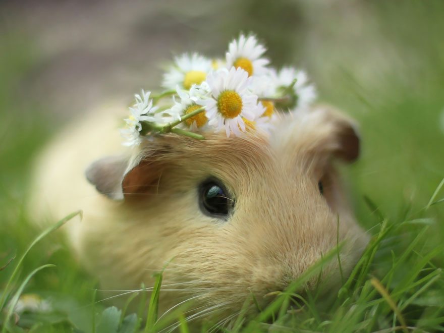 lovely-guinea-pig