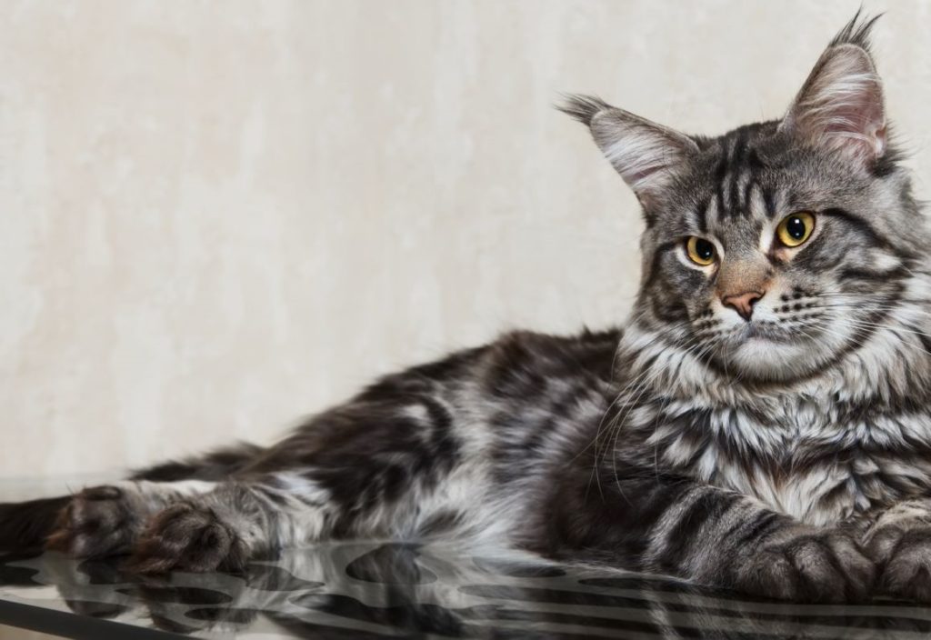 maine-coon-cats