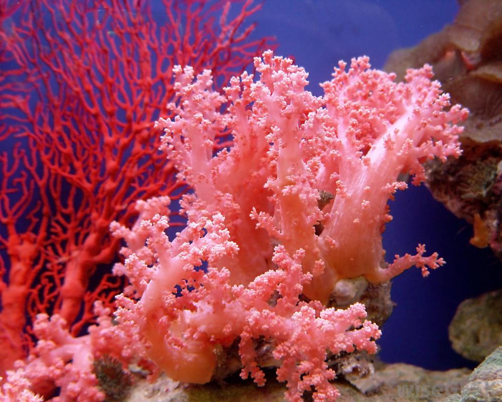 pink-coral