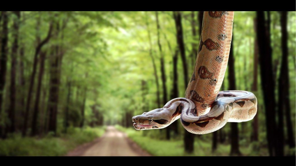 python-snake