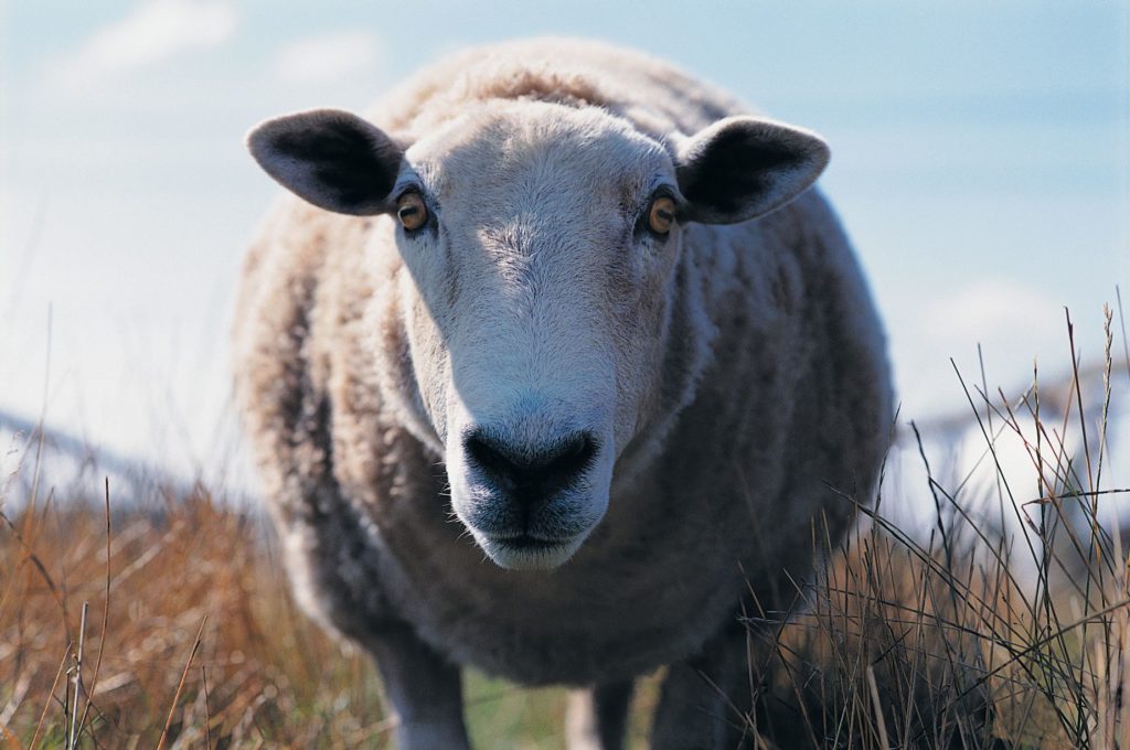sheep-pupils