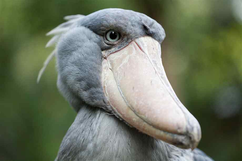 shoebill-closeup