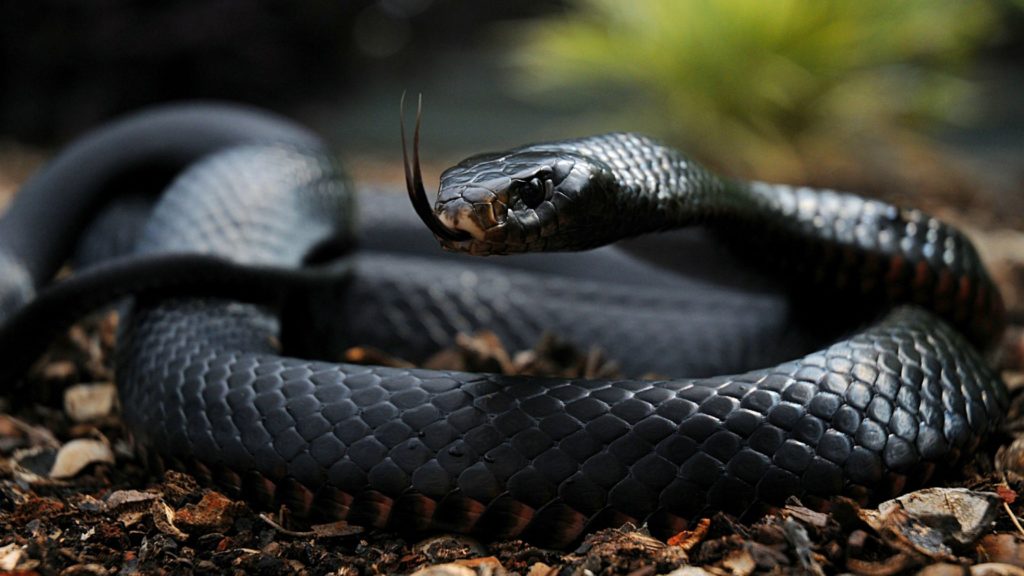snake-tongue-scales-venomous