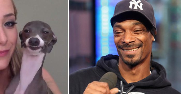 1-animals-that-look-just-like-famous-people