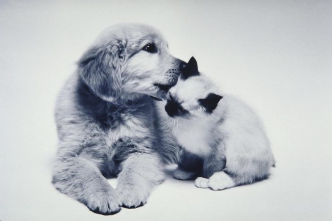 1-dog-and-cat-beautiful-heartwarming-friendship