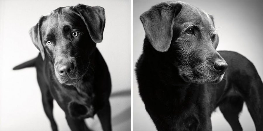 1-photography-project-dogs-getting-older