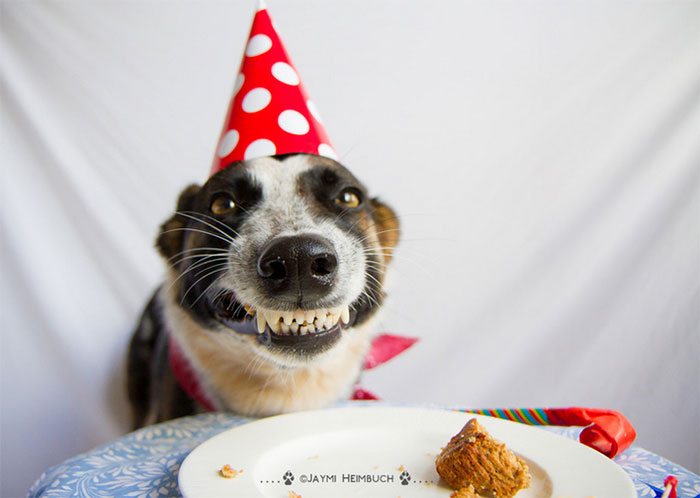 10-animals-having-better-birthday-parties-than-you