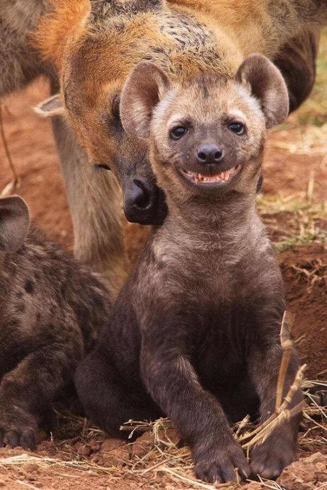 10-animals-smiling-you-didnt-know-could-smile